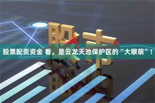 股票配资资金 看，是云龙天池保护区的“大眼萌”！
